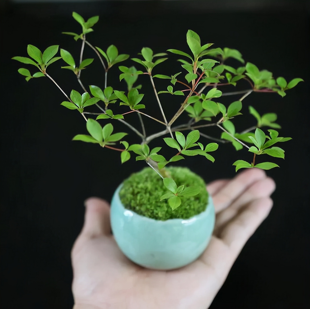 为什么苔藓养不活,苔藓为何养不活