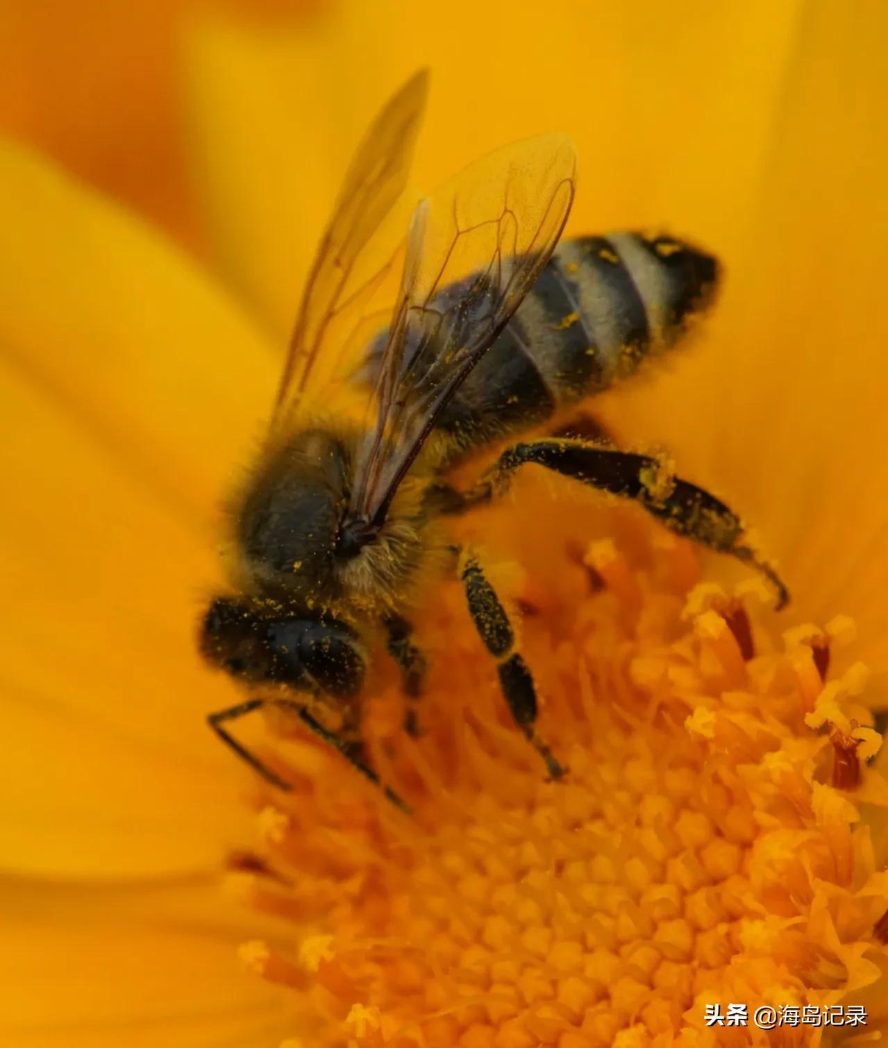 赞美蜜蜂的古诗或名言,哪些诗是赞美蜜蜂的