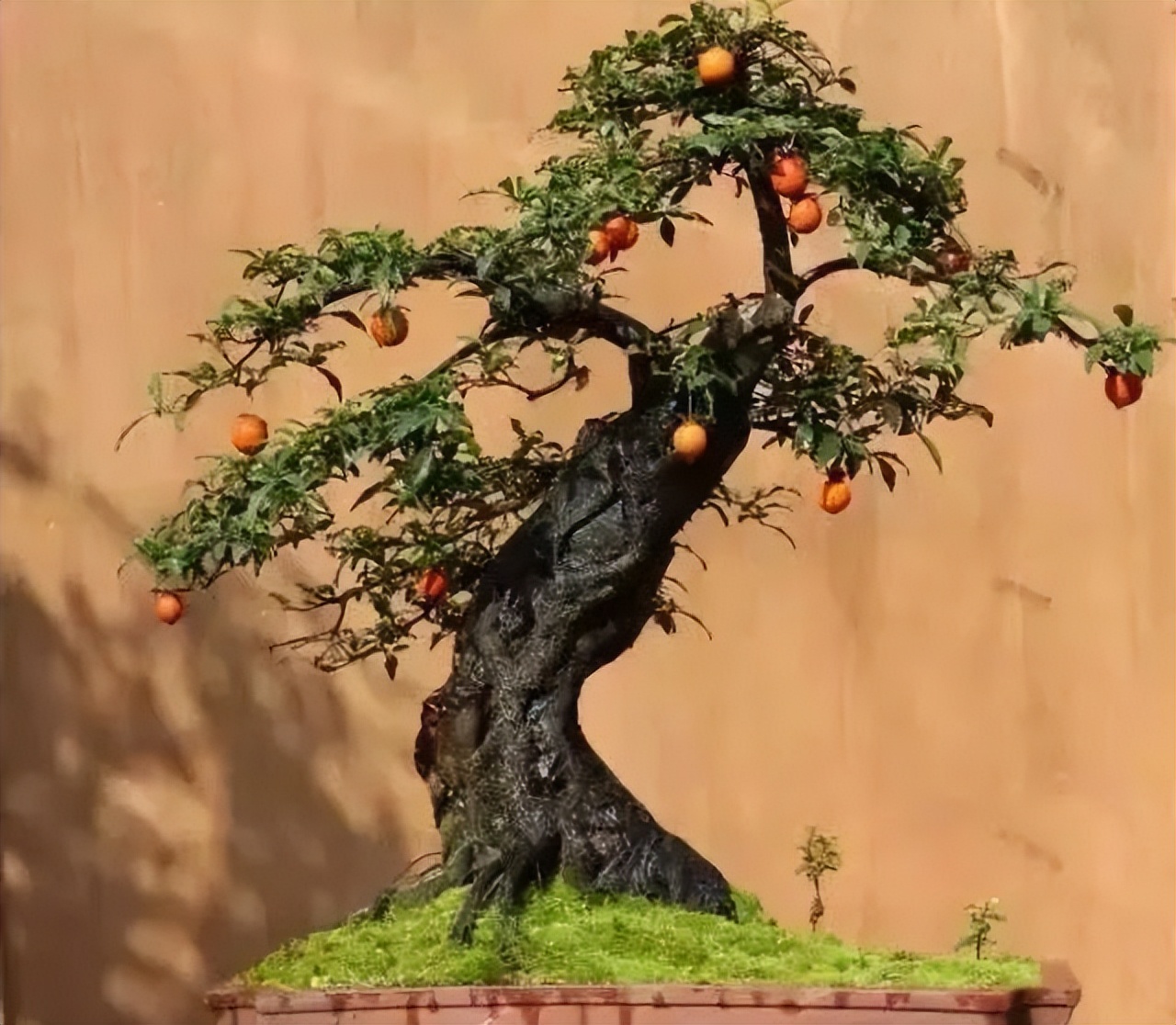 家里养的六棵风水树,4种守家树旺宅又高档