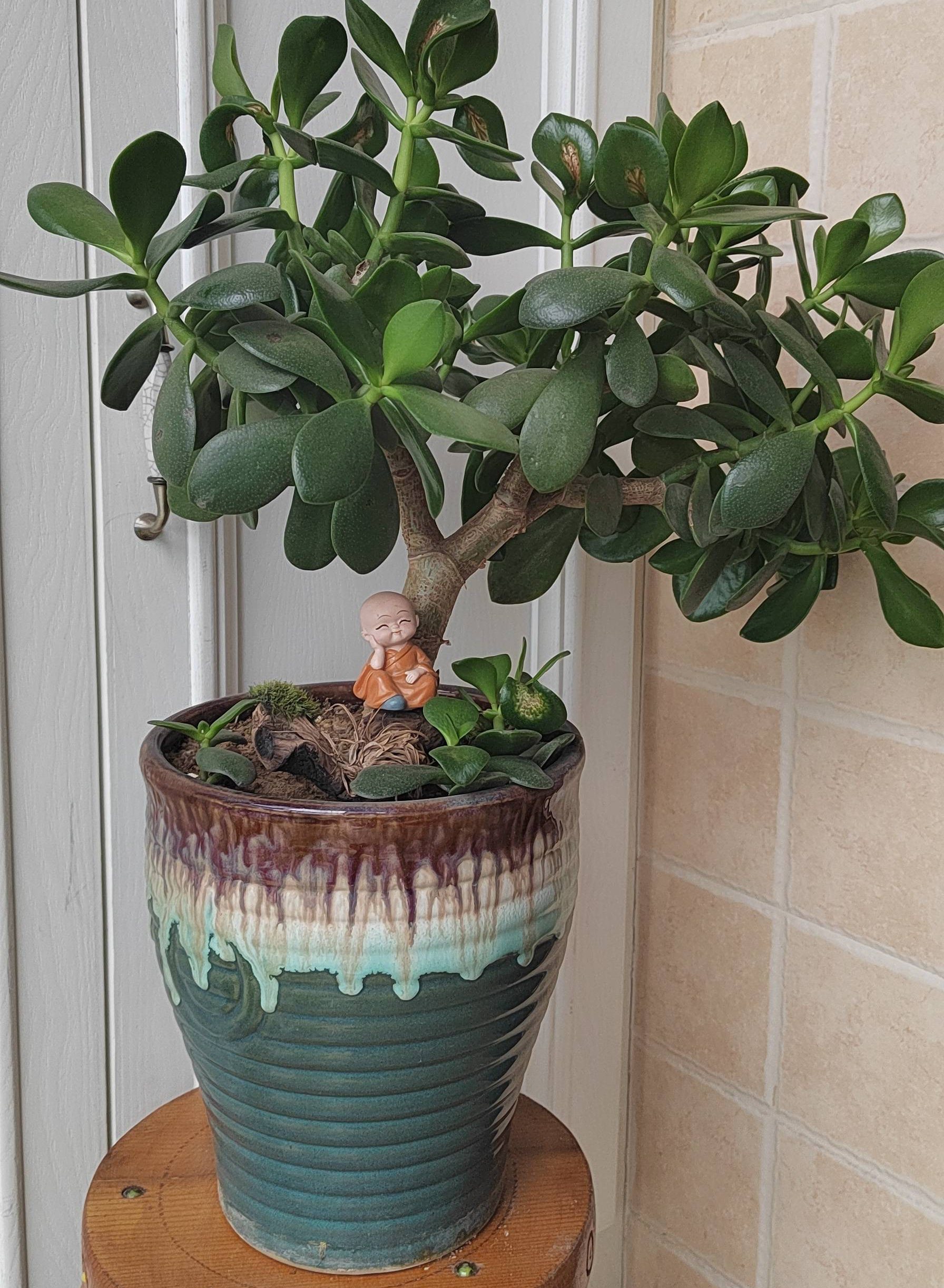 室内养什么花晚上释放氧气,房间养什么花好睡眠