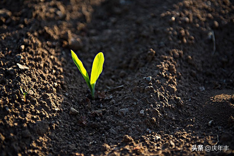 播种时覆土厚度一定要适宜为什么,播种时对土壤的要求