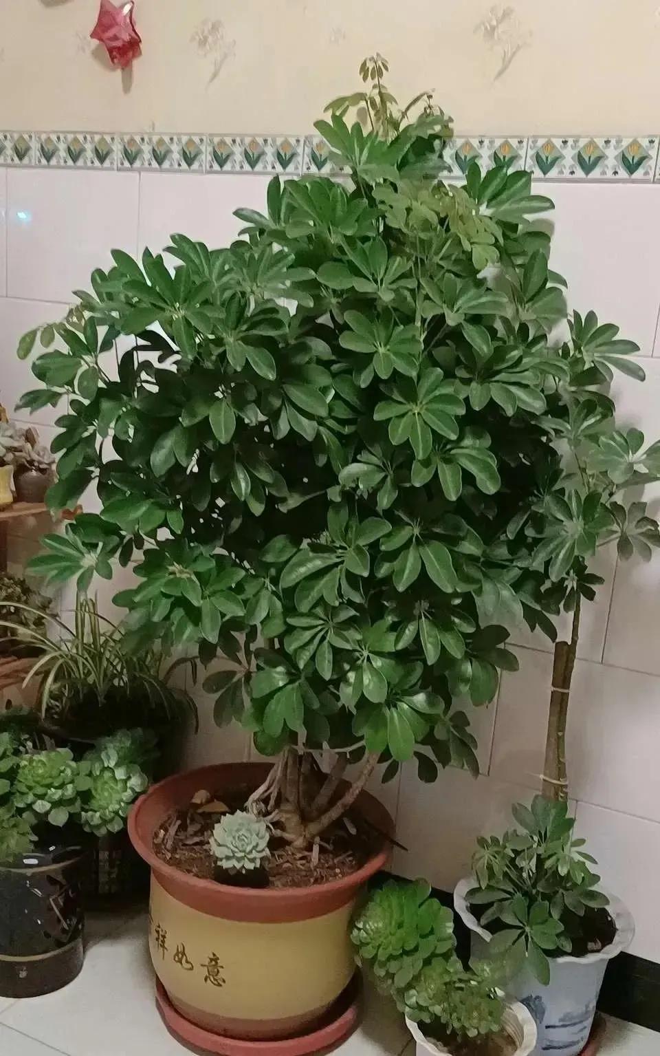 什么绿植除甲醛净化空气比较好,什么样的花草最吸甲醛能净化空气