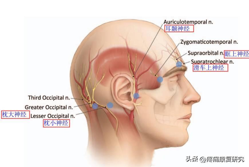 中国偏头痛防治指南2023年版,偏头痛诊治规范最新版