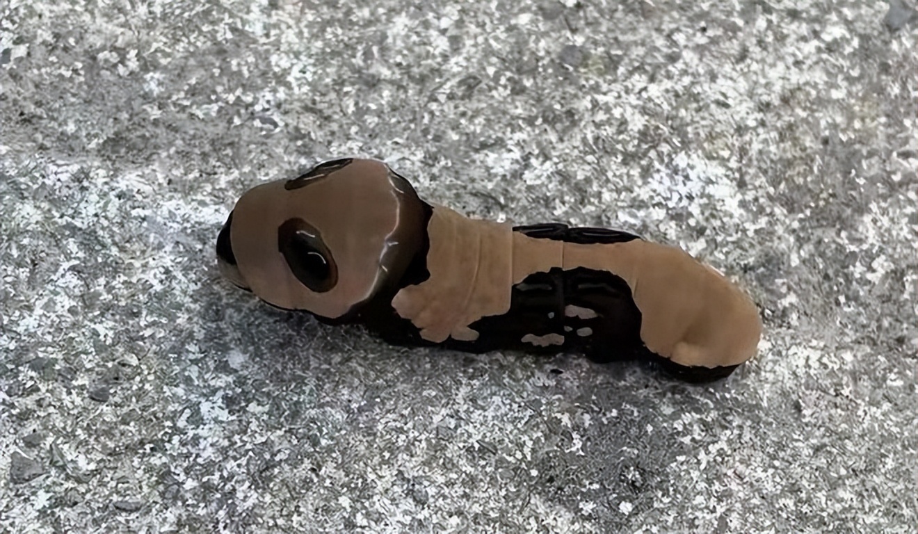 长得跟千足虫很像的虫子,长得很像蜈蚣的虫子图片