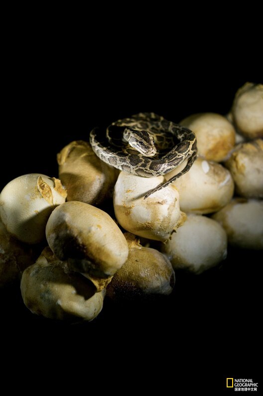 目前已发现最大的蟒蛇,目前发现最大的蟒蛇有多大