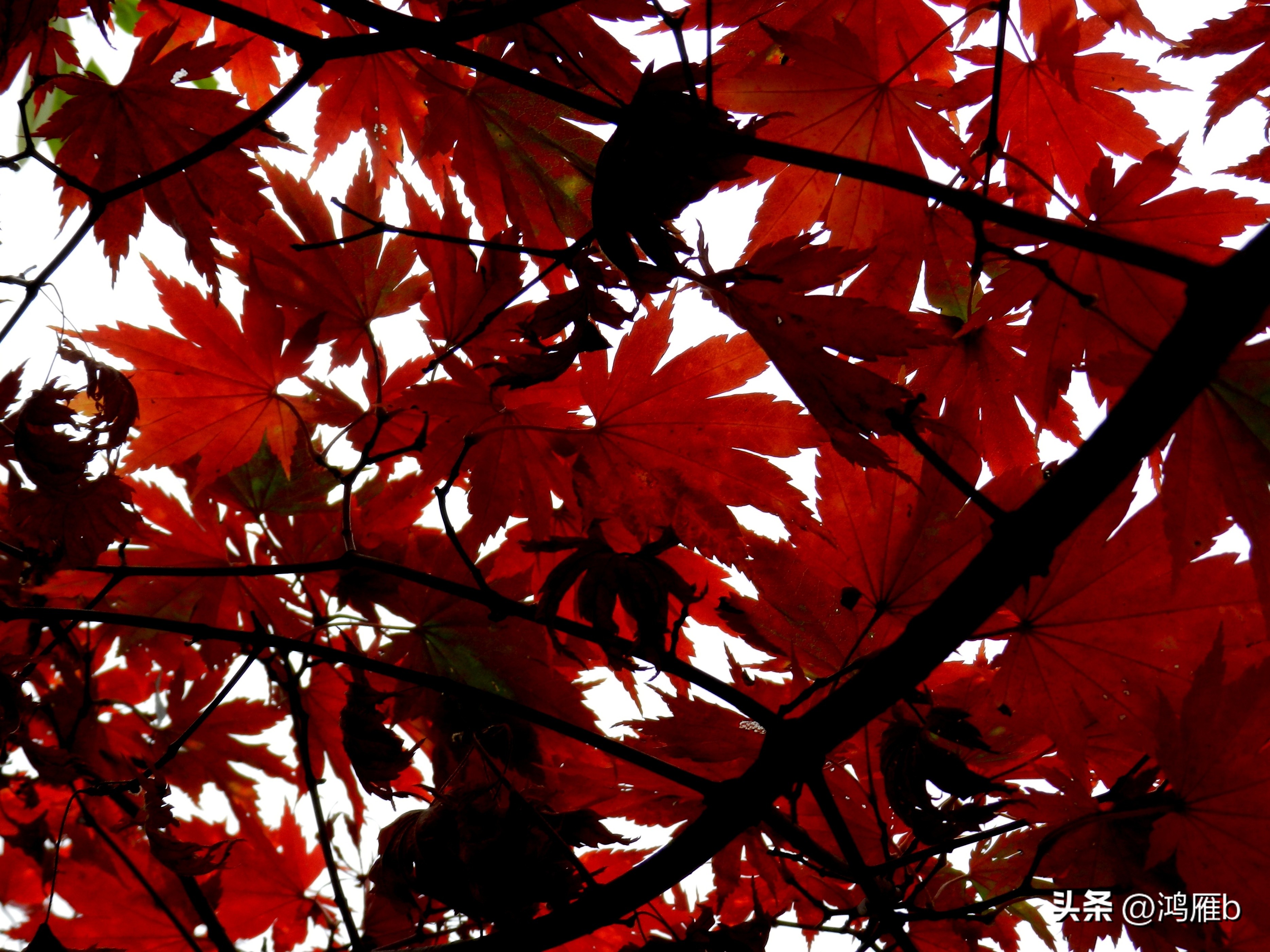 本溪温泉汤沟门票价格,本溪花溪沐枫雪温泉小镇