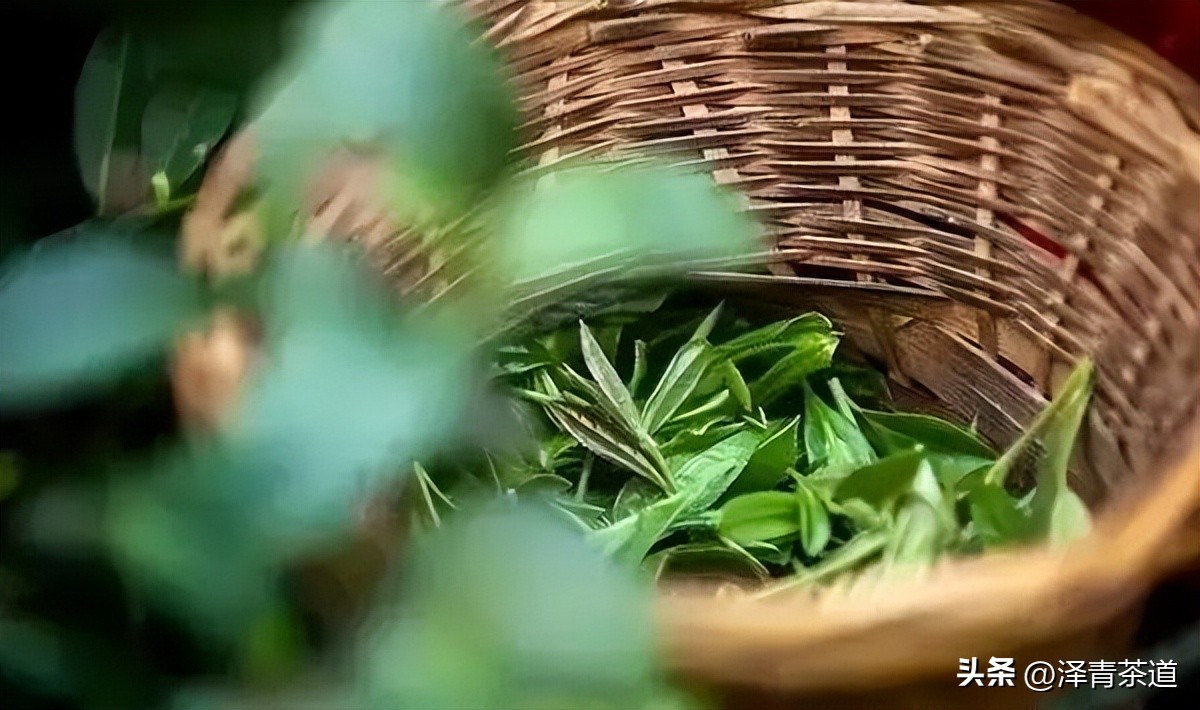 谷雨适合喝什么茶,谷雨喝什么茶叶