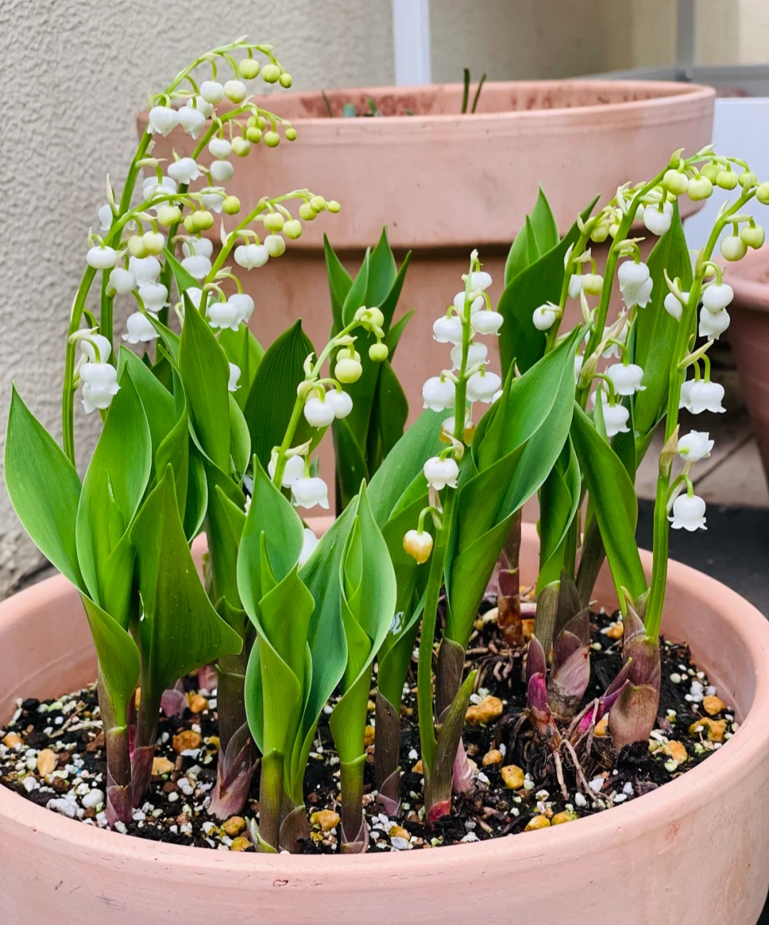 100种花能养在阳台上，50种开花的，40种绿植，10种蔬果