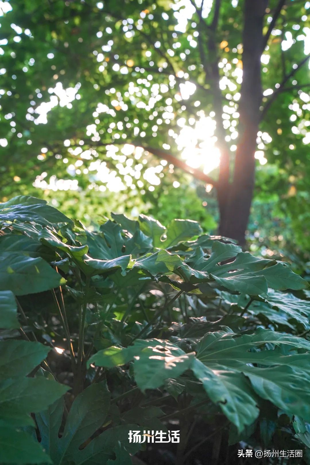 扬州夏天最热多少度,扬州苏州夏天哪个热