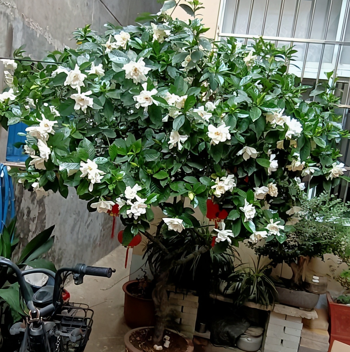 水培栀子花叶子发黑出油,怎样养好栀子花盆栽视频