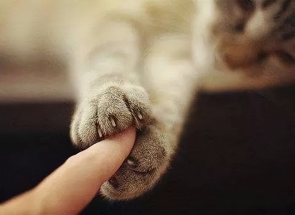 狸花猫的弃养率为什么会这么高,狸花猫的弃养率为何居高不下