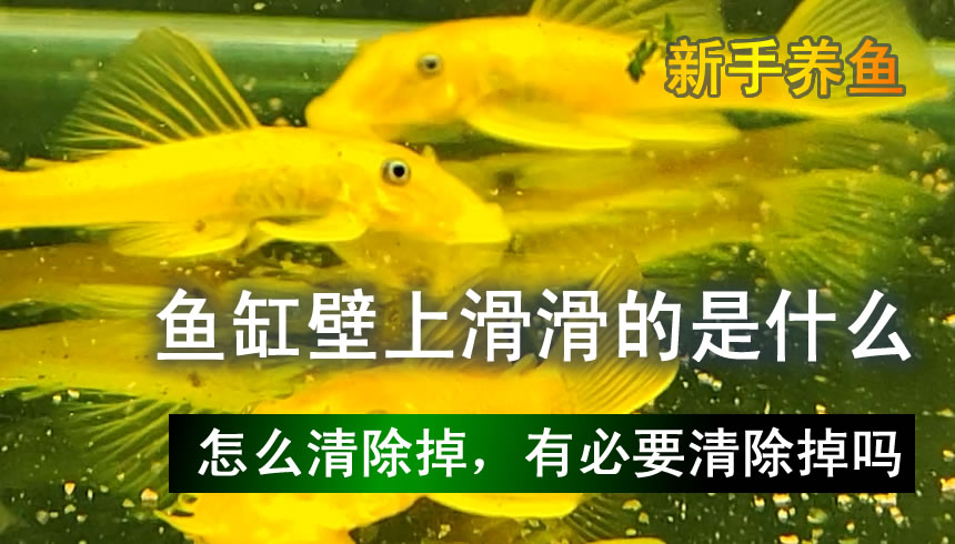 鱼缸内壁滑滑的可以去除吗,鱼缸壁上白色黏黏的东西怎么清除