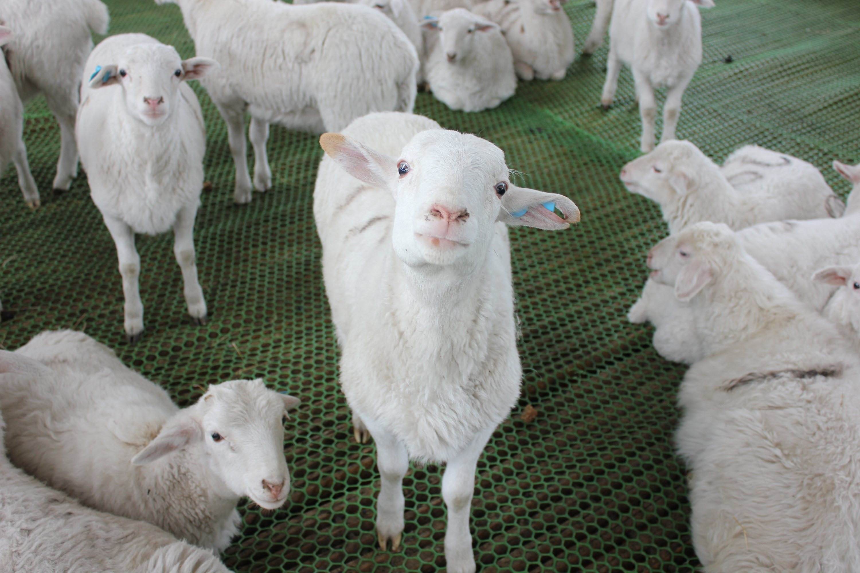 羊卧呆立不吃草怎么治,羊呆立不动不吃草怎么回事