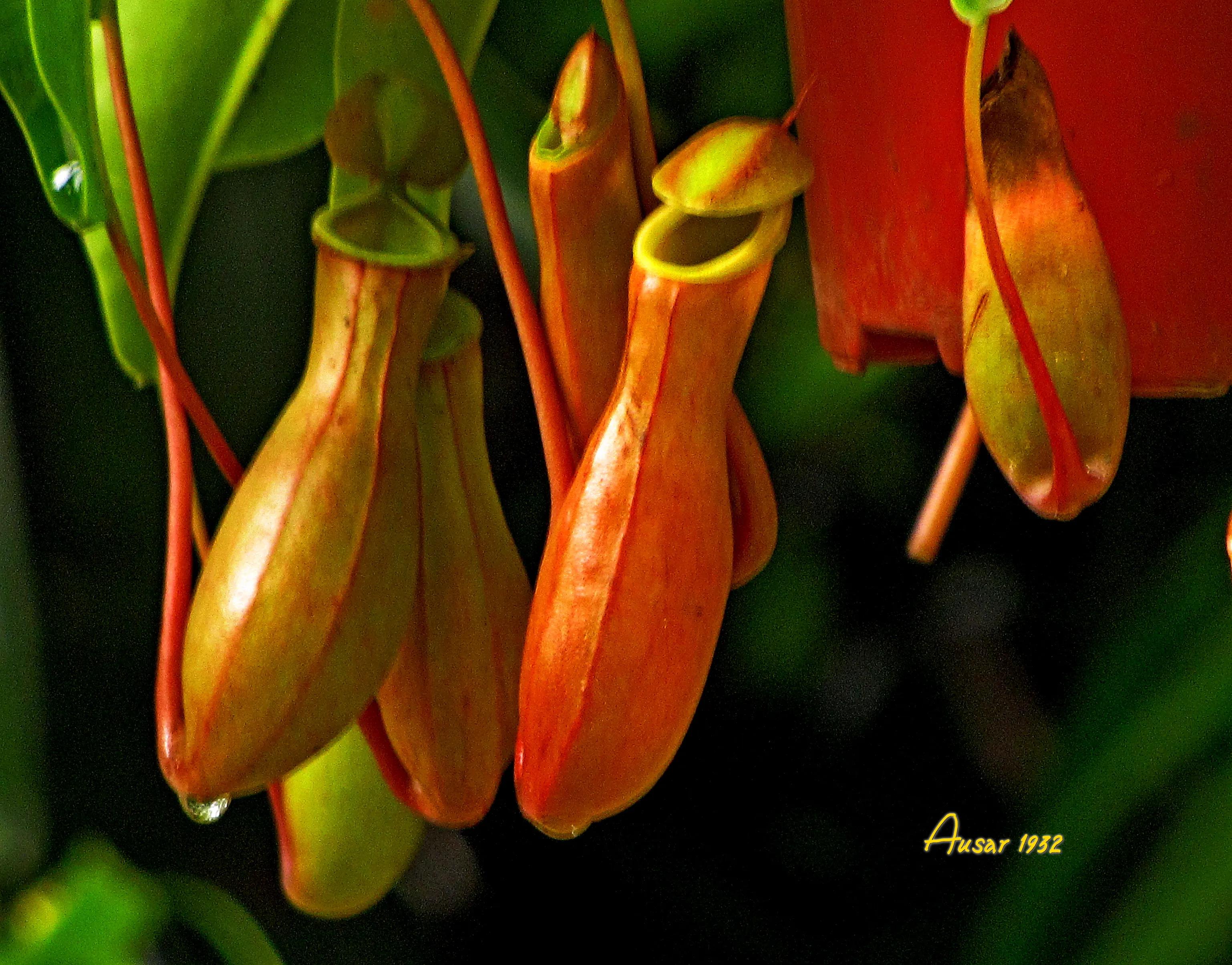 巨大猪笼草怎么捕食昆虫,小猪笼草捕食昆虫为生