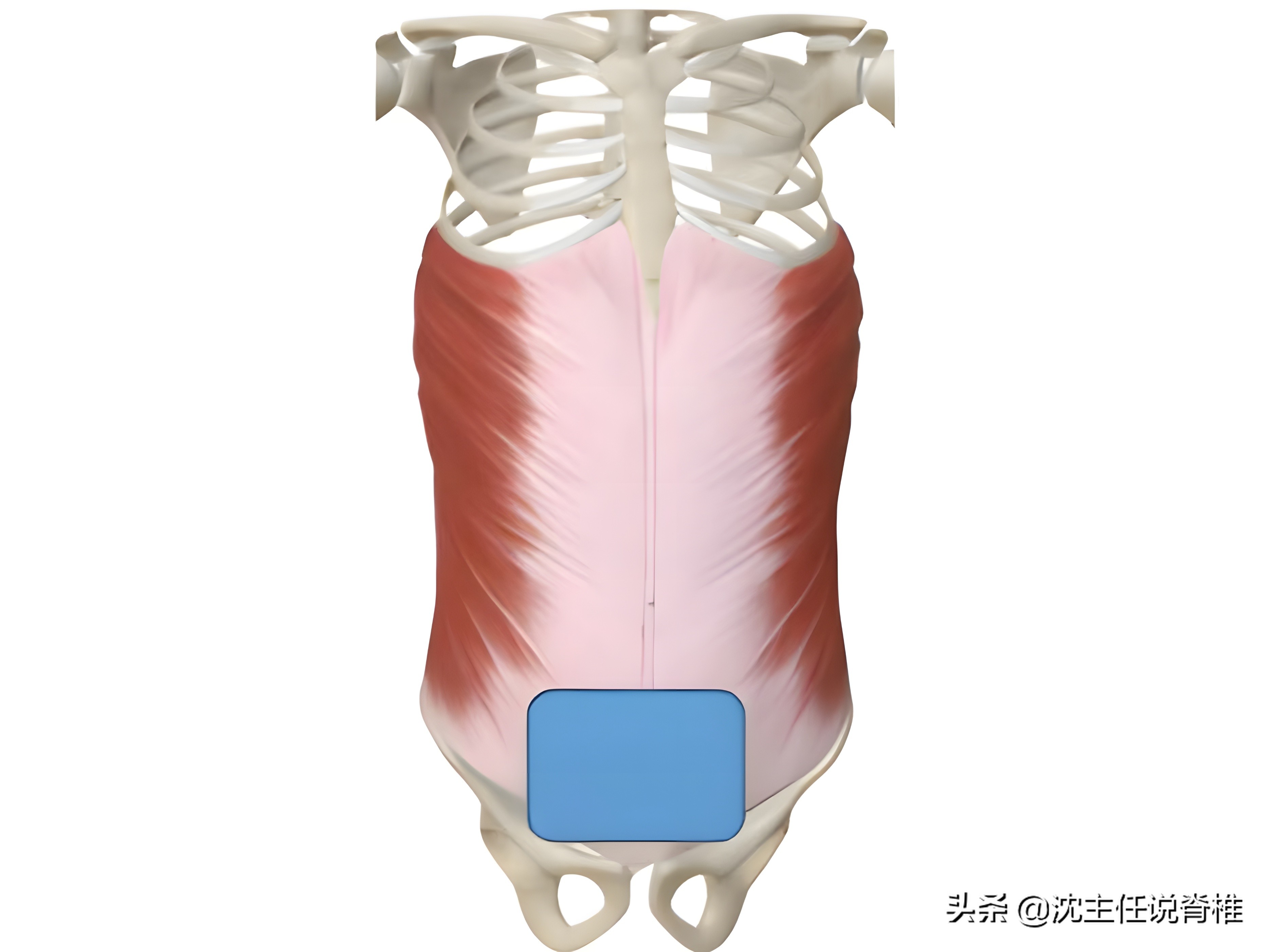 产后小腹突出，总是收不回去？教你一招躺着就能瘦小腹