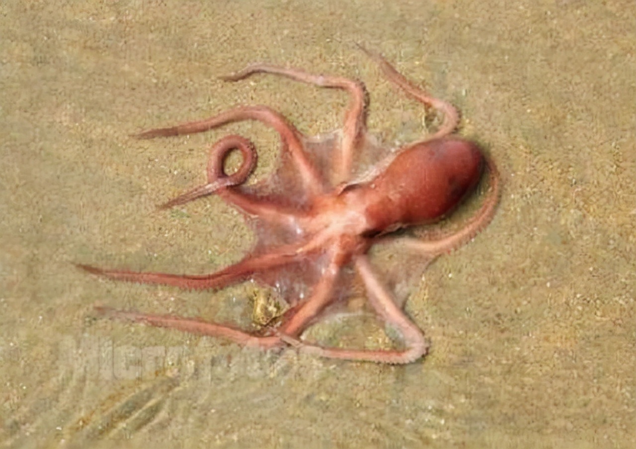 世界上最聪明的人类大脑,人类历史上最聪明的动物