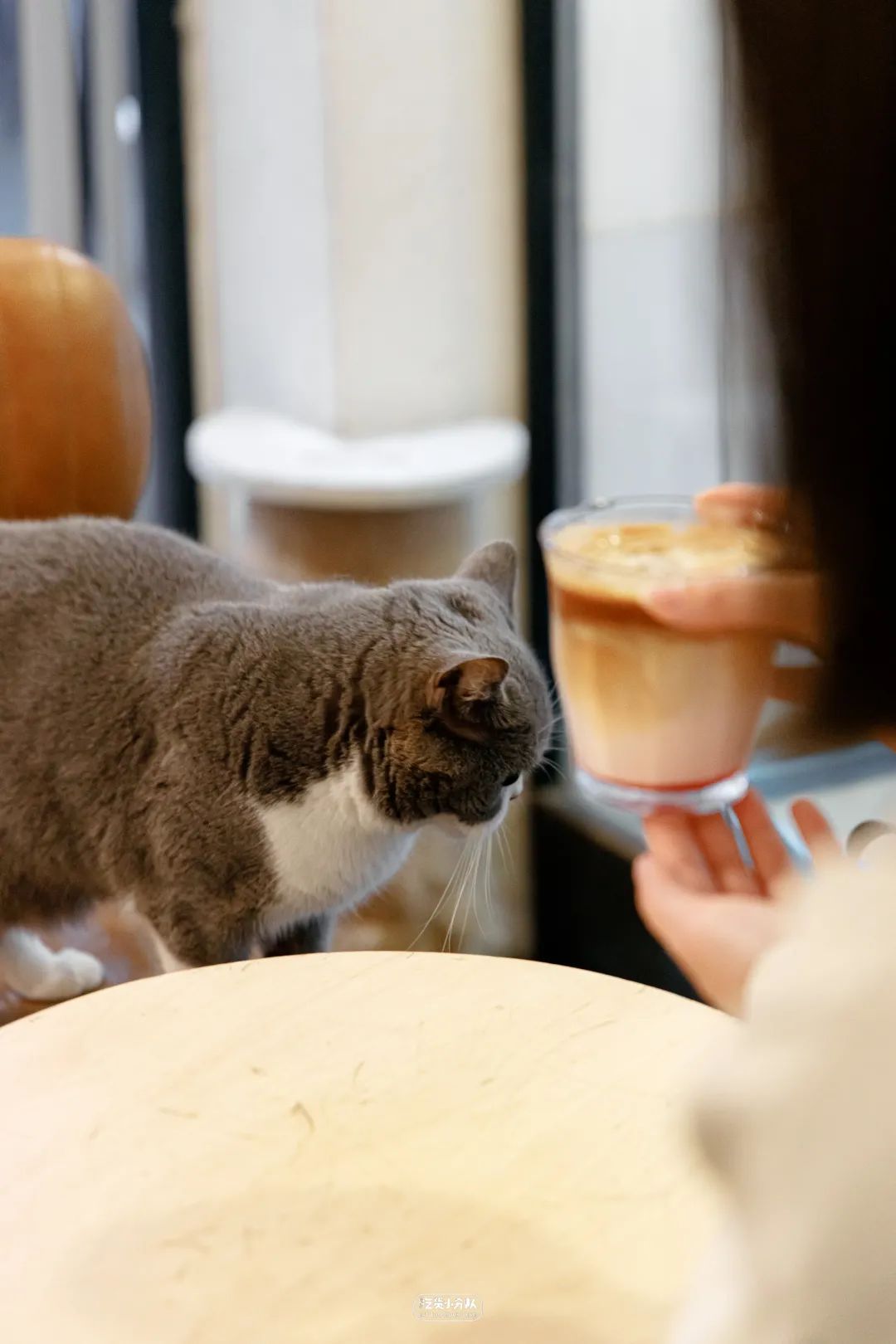 樱花最旺盛的时间,樱花最茂盛的时候是哪个季节