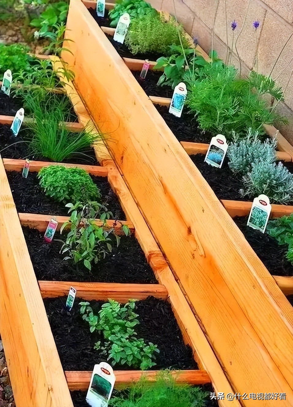 家庭种香草的方法大全,在家种植什么香草好看