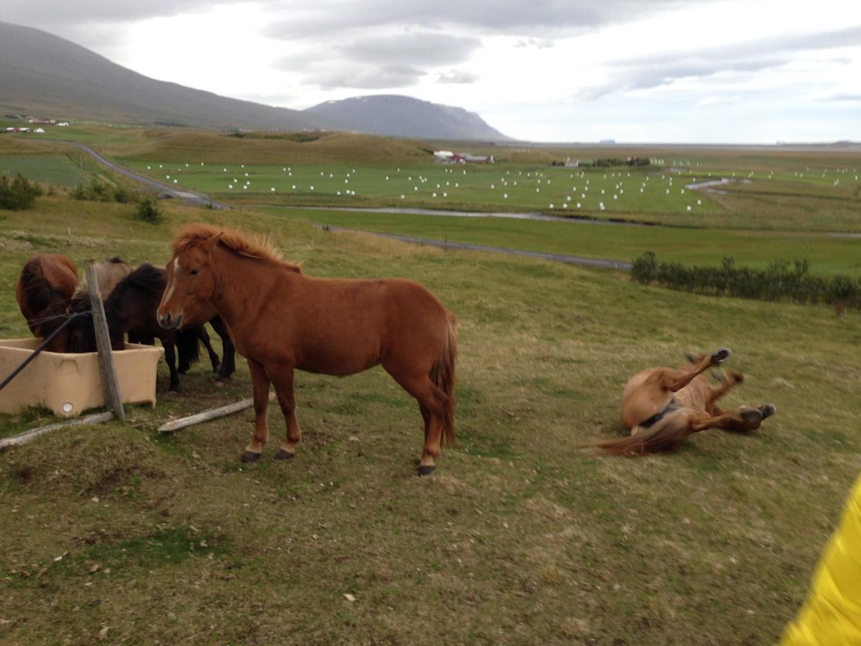 血统最纯正的冰岛马,最纯正的冰岛马