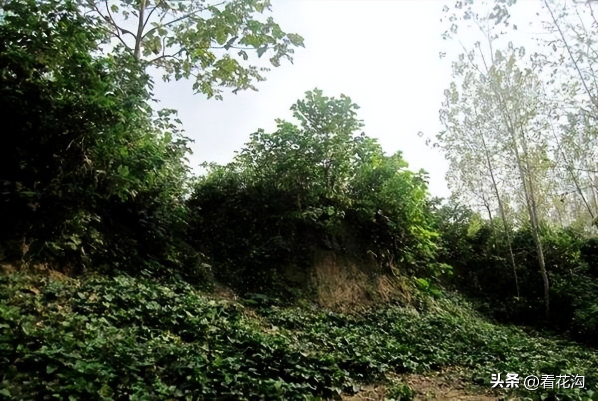 扶沟县概况,扶沟县是河南哪个市的