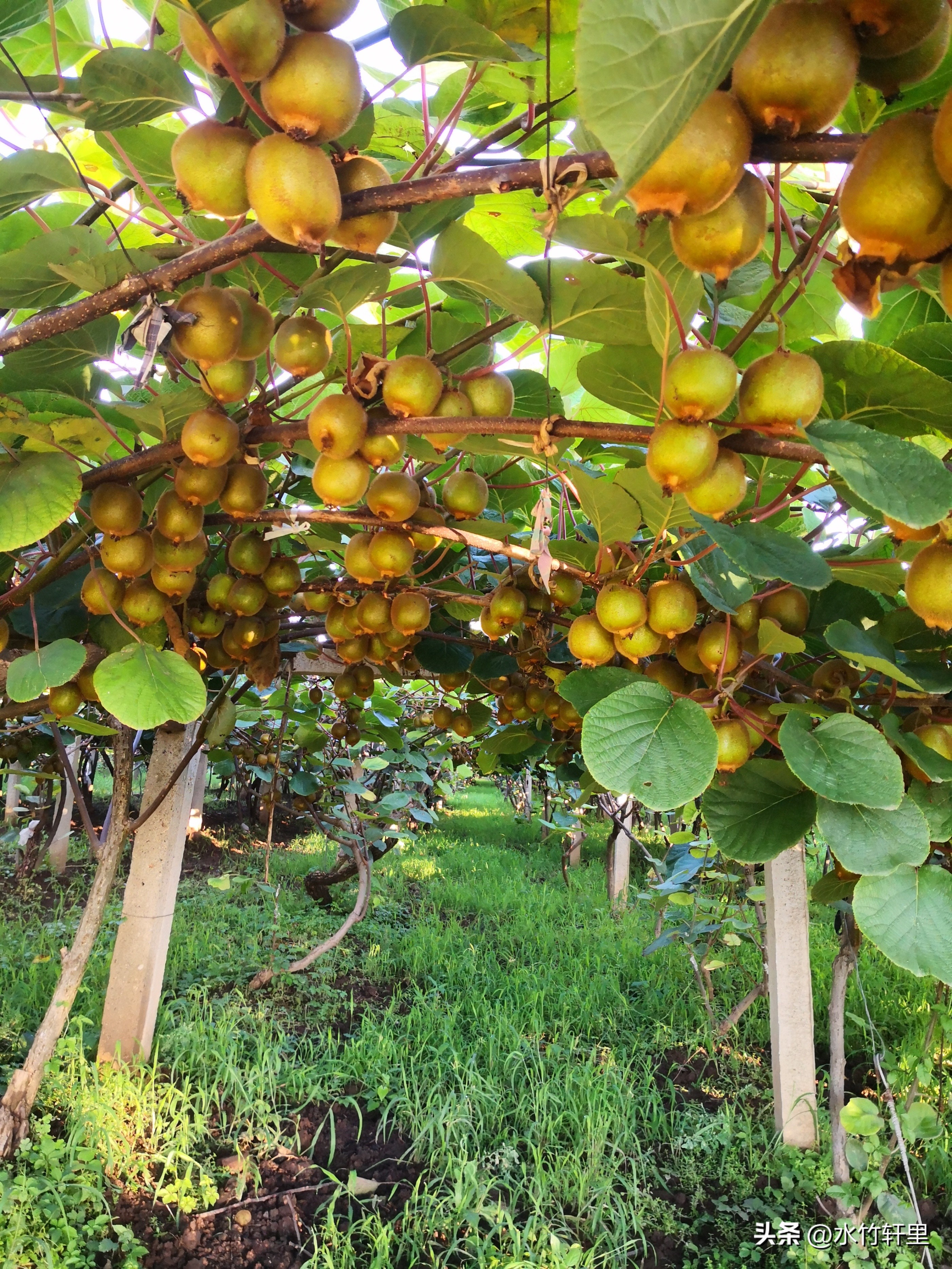 猕猴桃蒸熟了吃好吗,猕猴桃滞销了怎么办