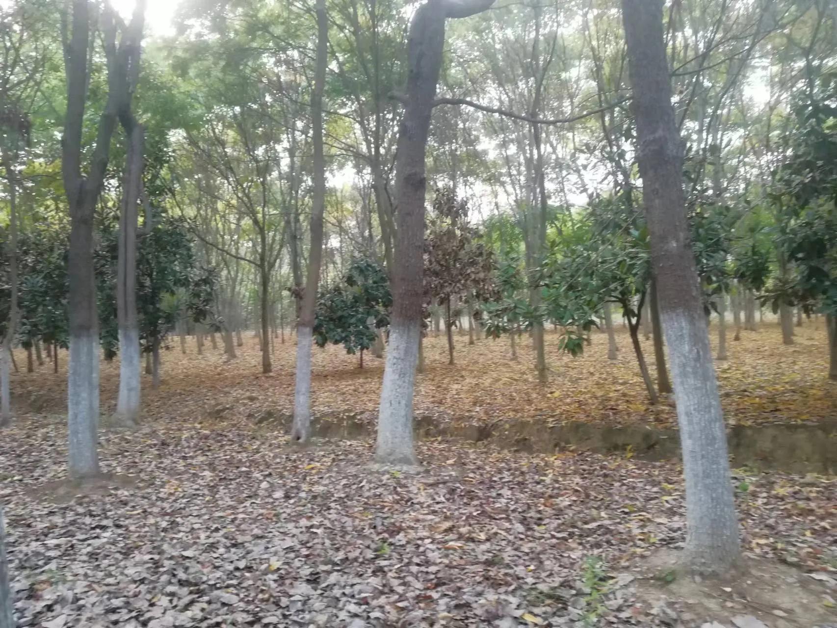 周末探访合肥市蜀山区枫林路