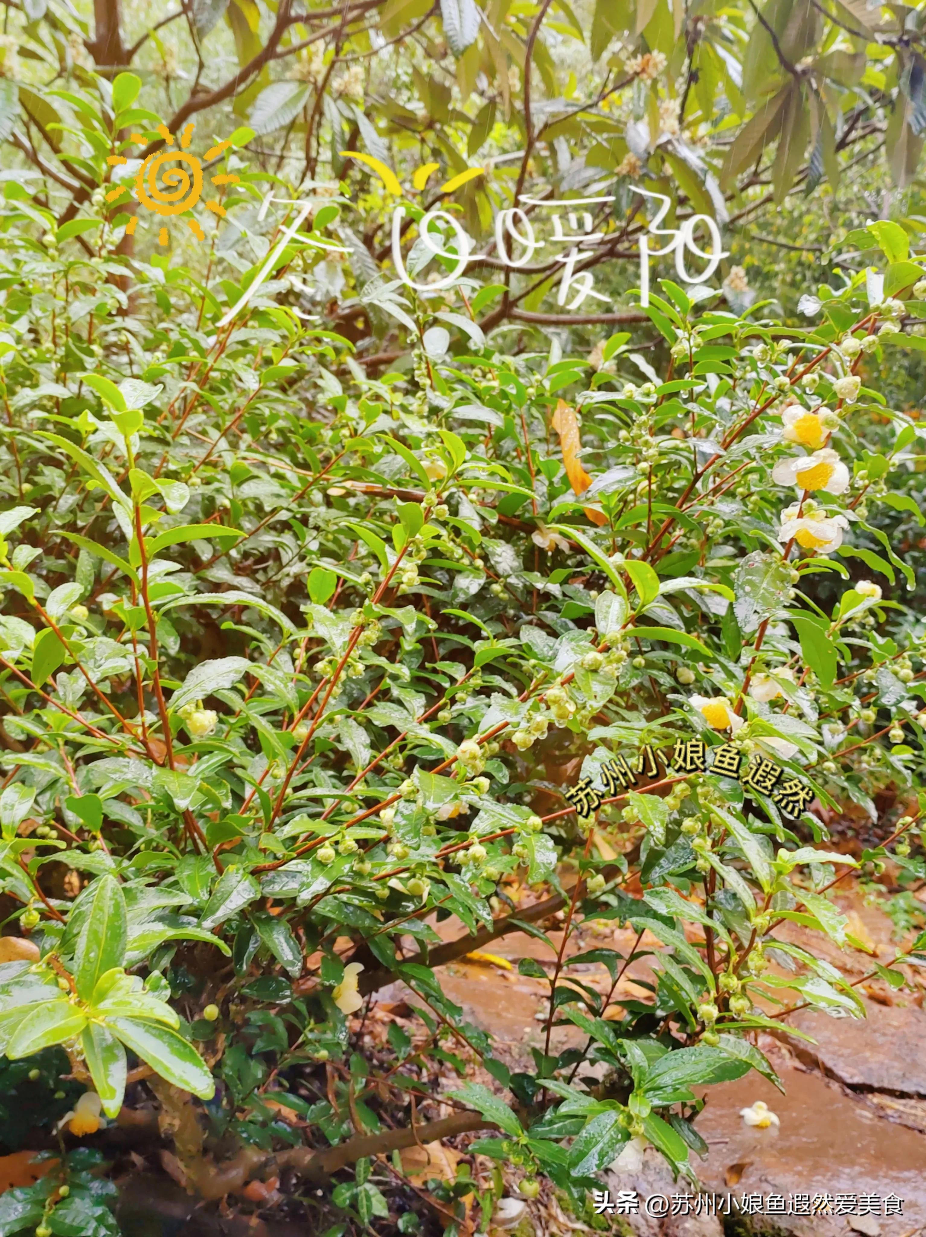 苏州古寨旅游攻略,苏州一日游攻略探索更好玩的景点