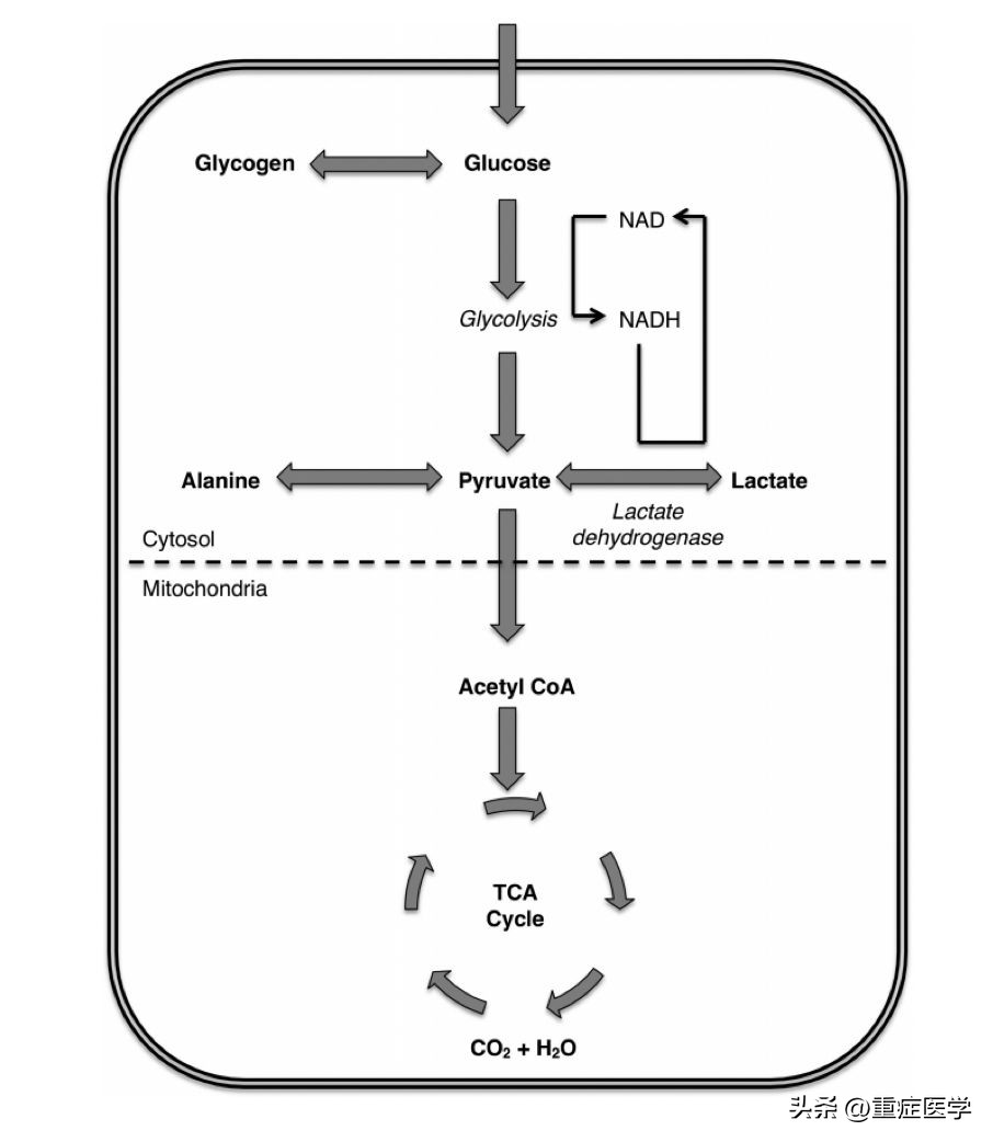 乳酸性酸中毒诊断标准,如何预防乳酸酸中毒