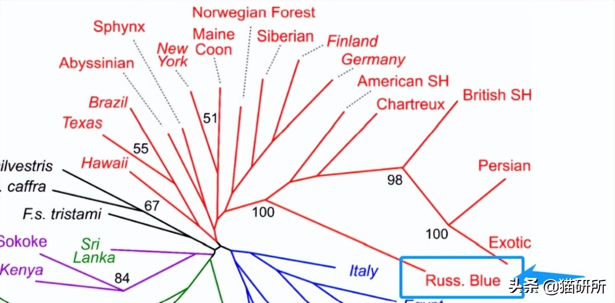 英短猫和美短哪个好养,英短跟美短猫咪