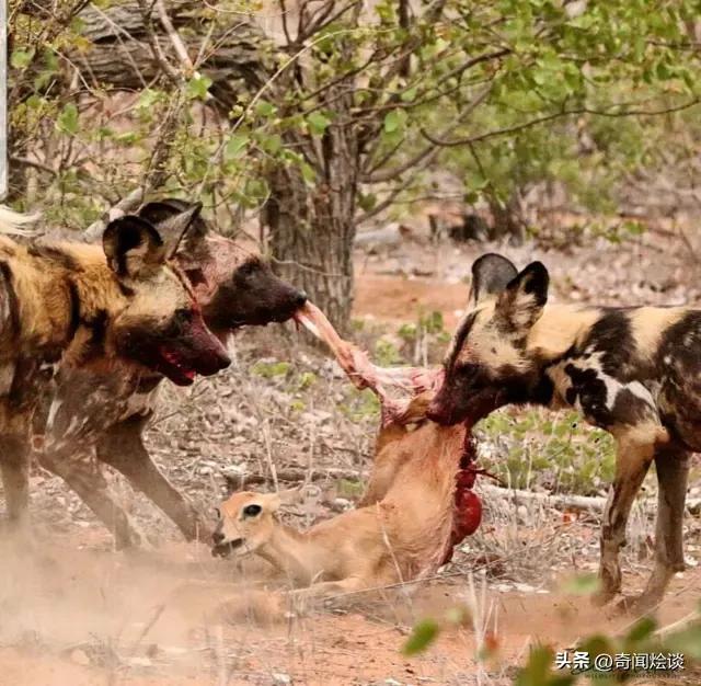 凶残的动物捕猎现场,盘点动物捕猎瞬间的迷惑行为