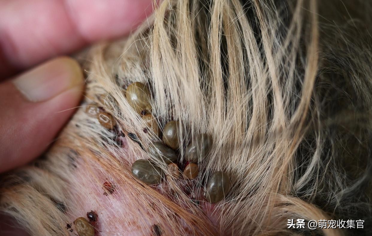 狗狗身上的蜱虫可以直接拔下来吗,狗狗感染蜱虫会有什么反应