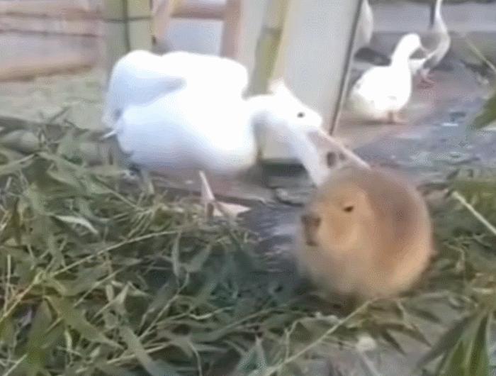 鹈鹕吃长颈鹿动画版,鹈鹕咬长颈鹿