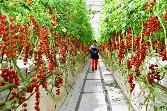 酵素富硒农业,农业酵素新技术