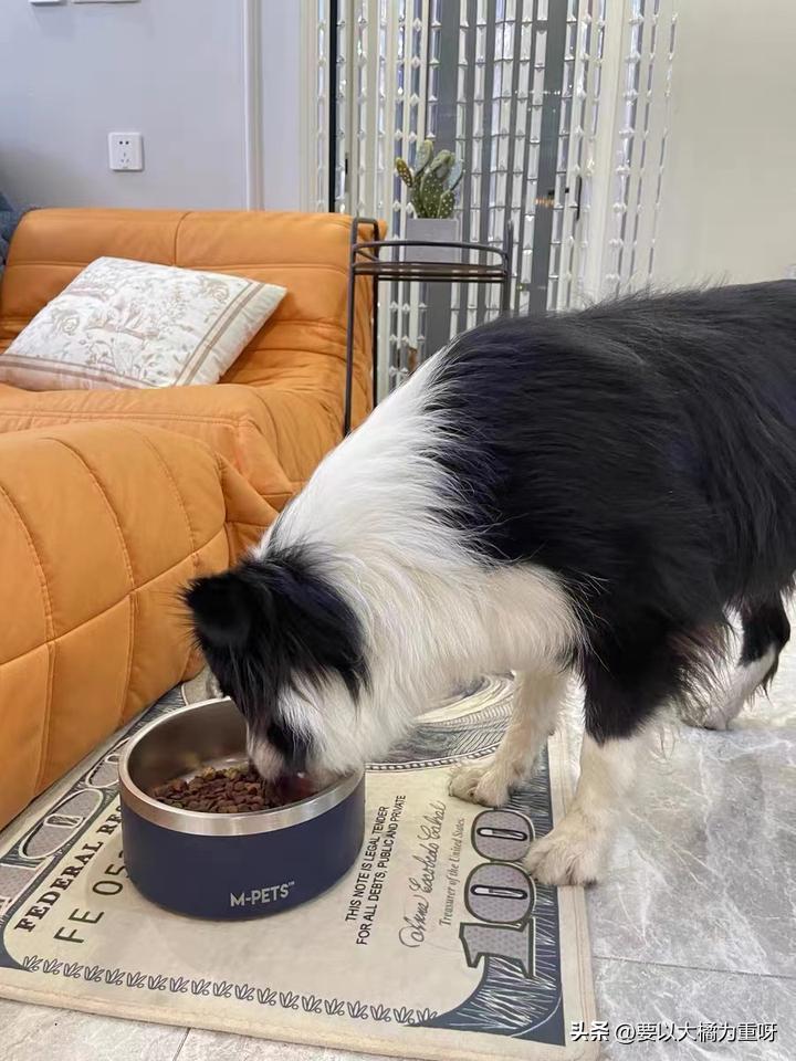 低敏狗粮性价比高的,低敏粮狗粮推荐