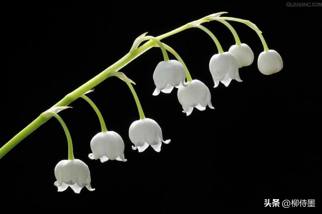 手机拍摄花朵的摄影技巧,拍照技术技巧花朵