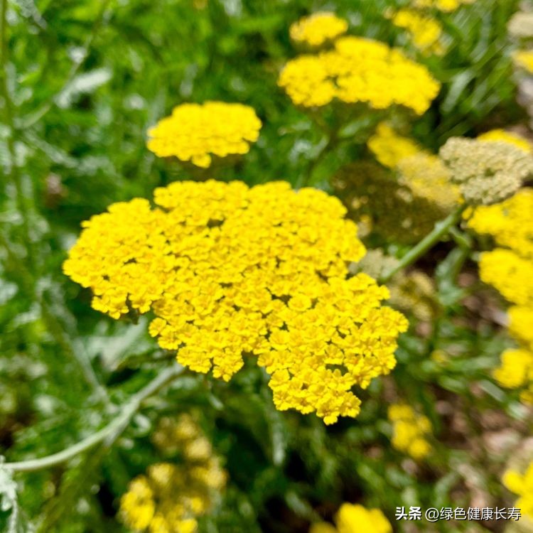 世界花园风景,世界花园