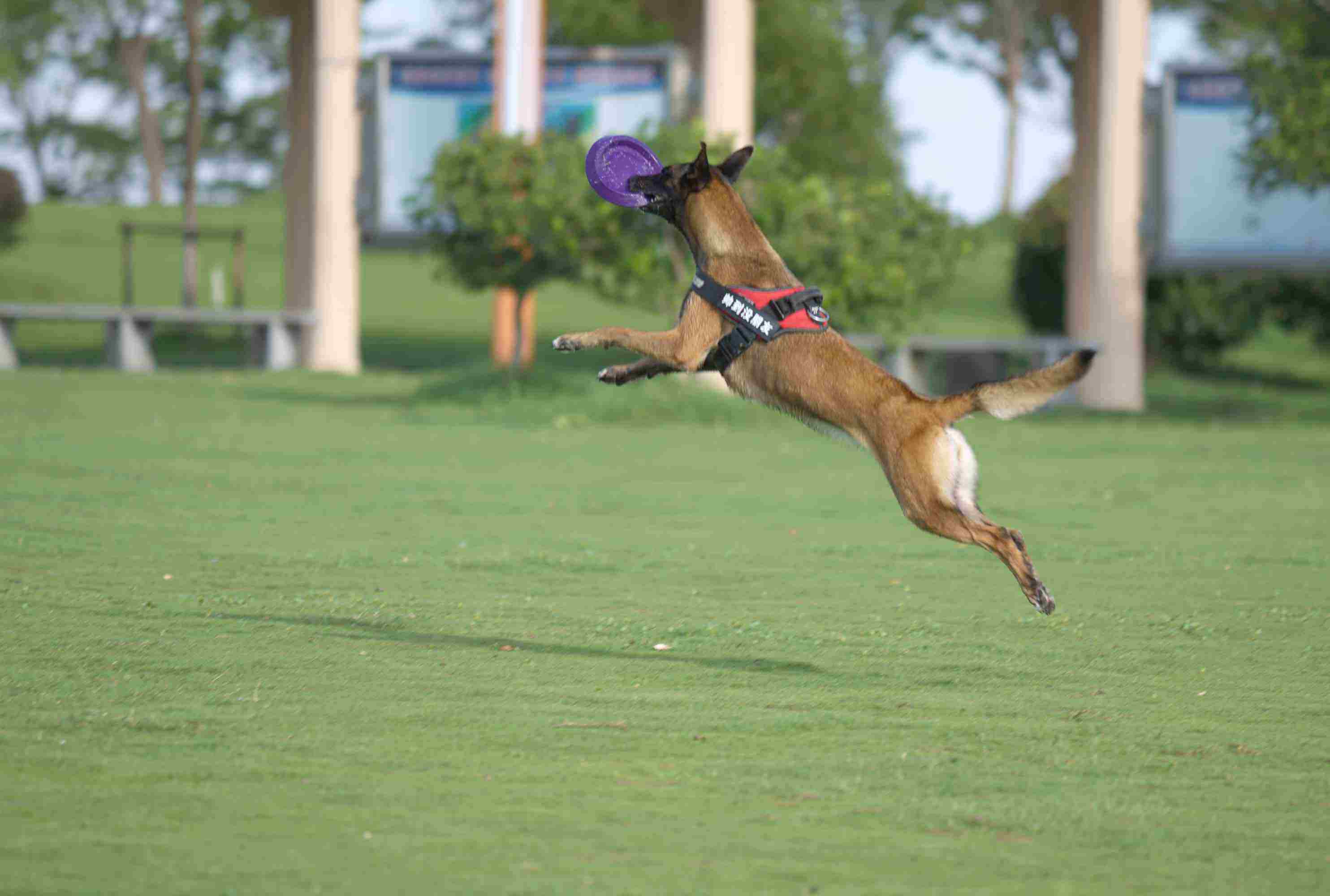 训狗基础教程狗狗咬人怎么训,训狗技巧七天训练出听话狗狗