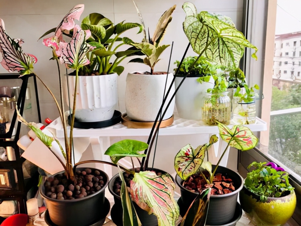 家里光照不足养的花,家里光照不足养什么植物