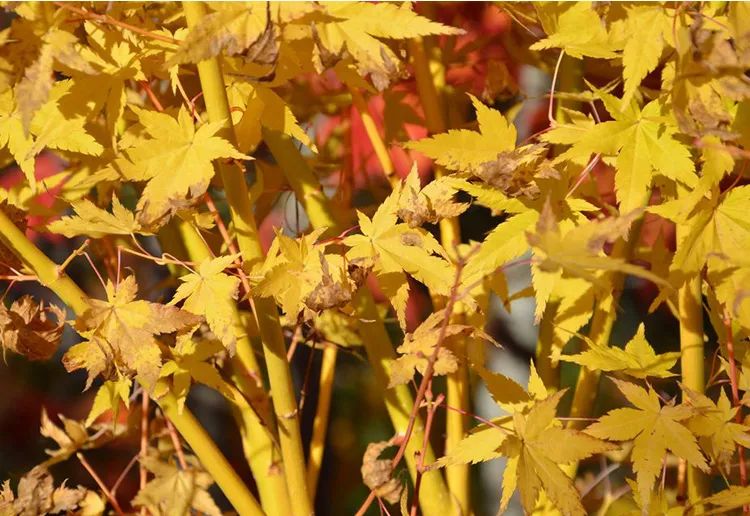 「秋天必看」枫树图鉴22年版——鸡爪枫及日本枫篇