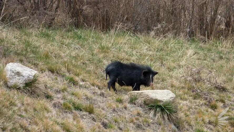 瀹夊窘鎬簨姣嶇尓鐢熶笅閲庣尓,鍐滄潙姣嶇尓浜т笅濂囩壒鐢熺墿