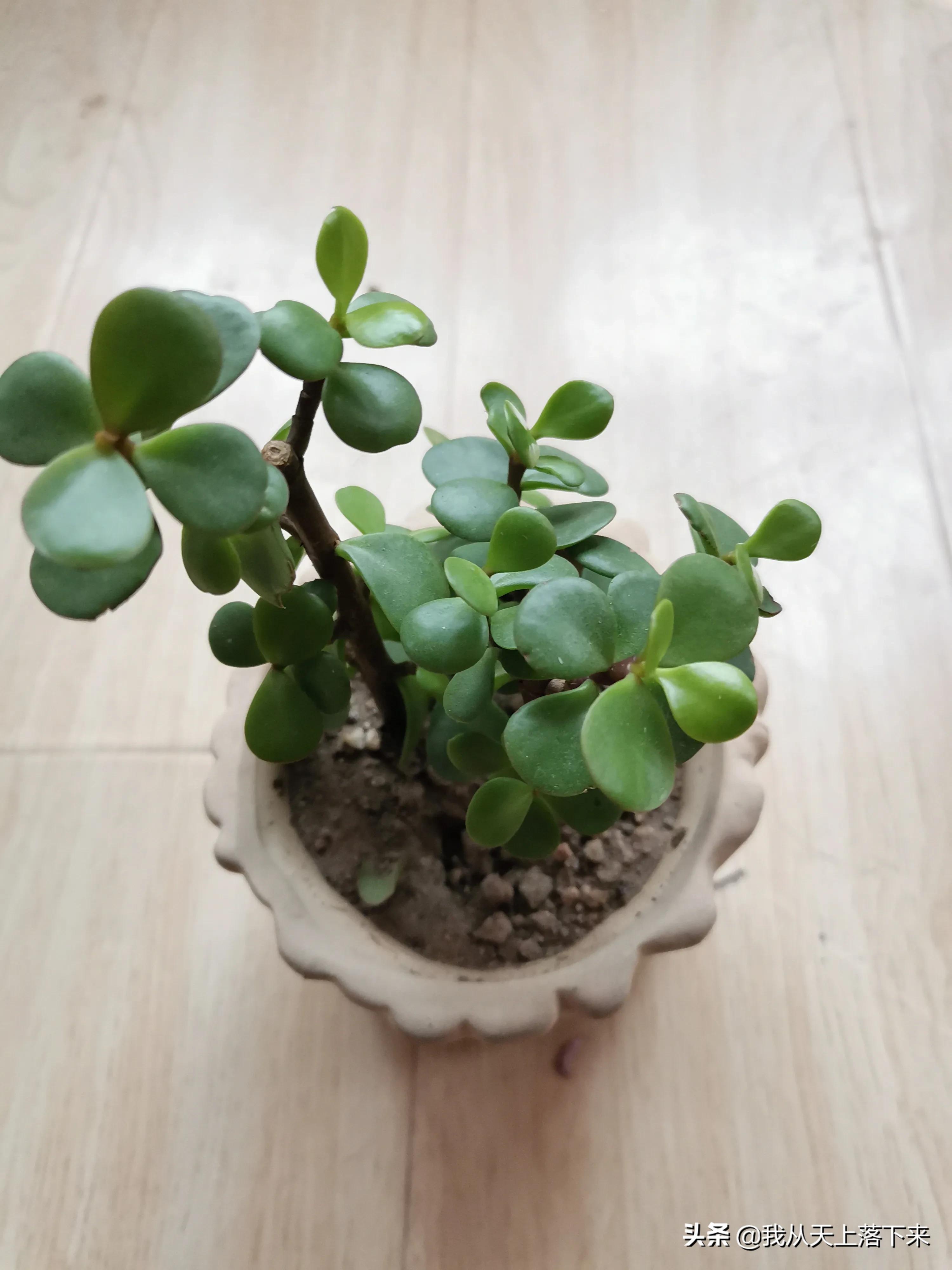 多肉品种及图片大全欣赏,多肉品种辨别图片大全欣赏