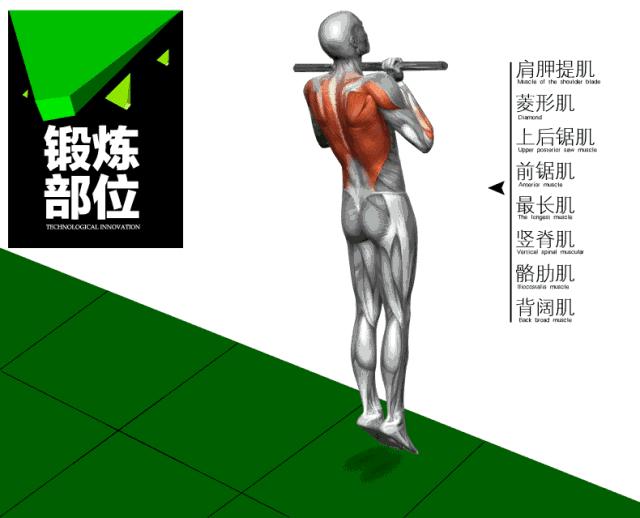 身体太瘦怎么锻炼最好,怎么练大臂瘦下来最有效