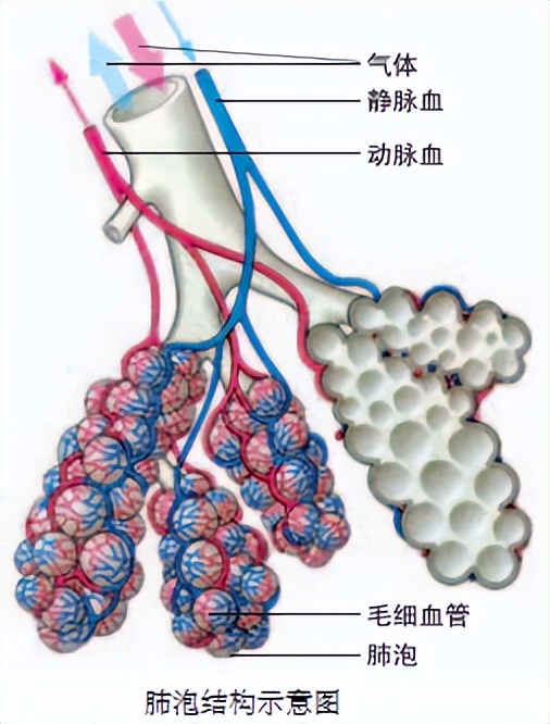科学知识大全小学生必背,科学知识大全全集