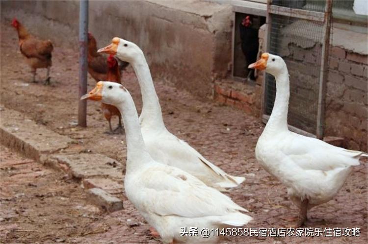 密云八方客农家大院,北京密云八方客农家大院