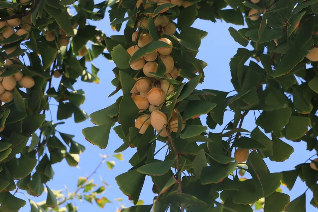 最近的泰兴,泰兴现在的样子