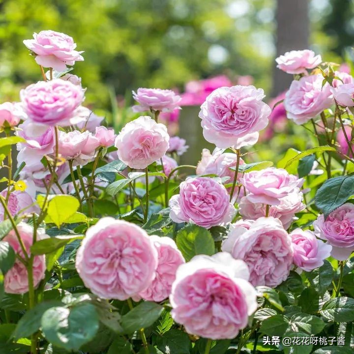 花期特别短暂开放好看的粉色月季,粉色可爱融化你的少女心月季