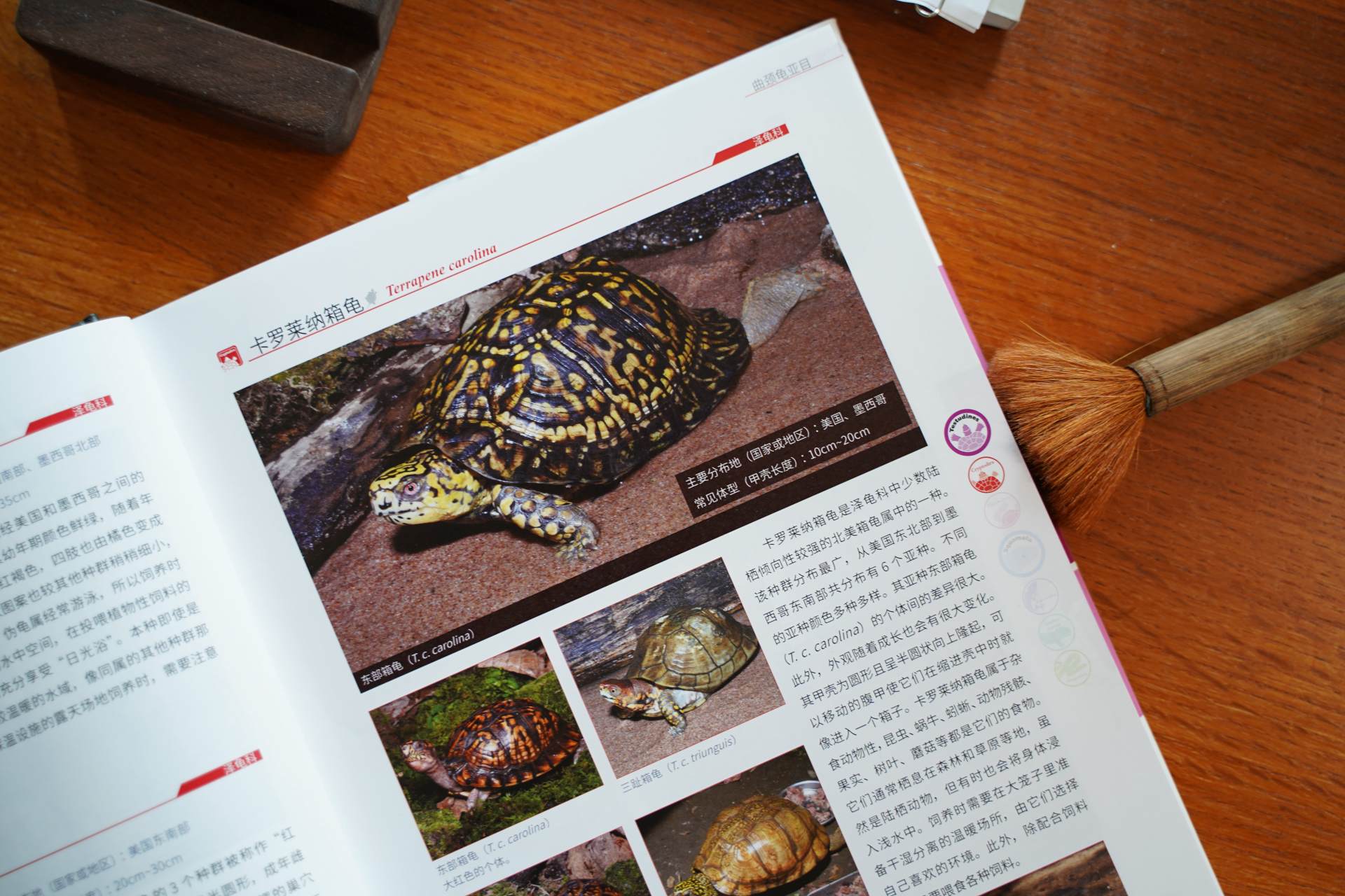 爬行动物世界动物园,世界爬行动物图鉴最新