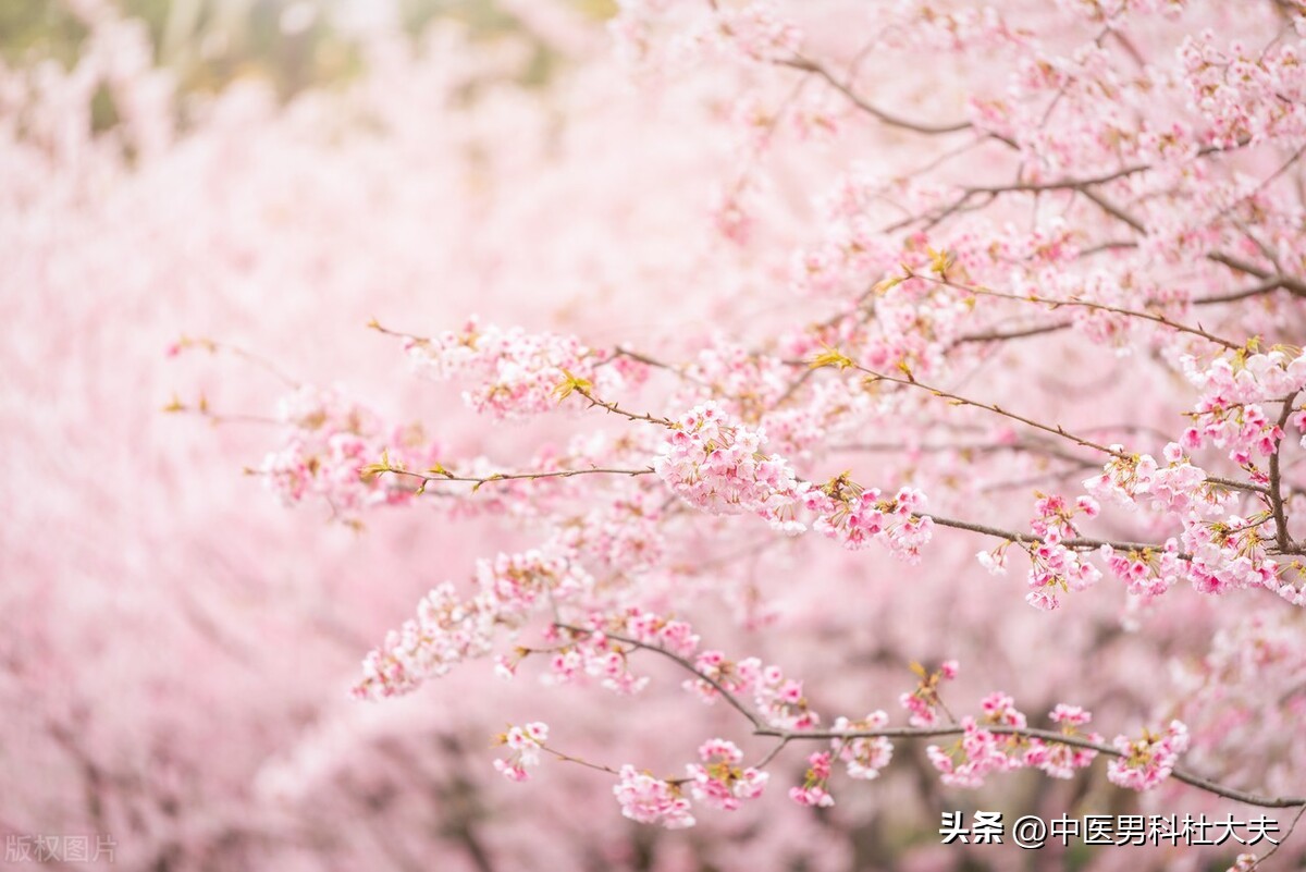 早泻五年是阳气太虚，本质是阳虚命门火衰，二十剂足矣