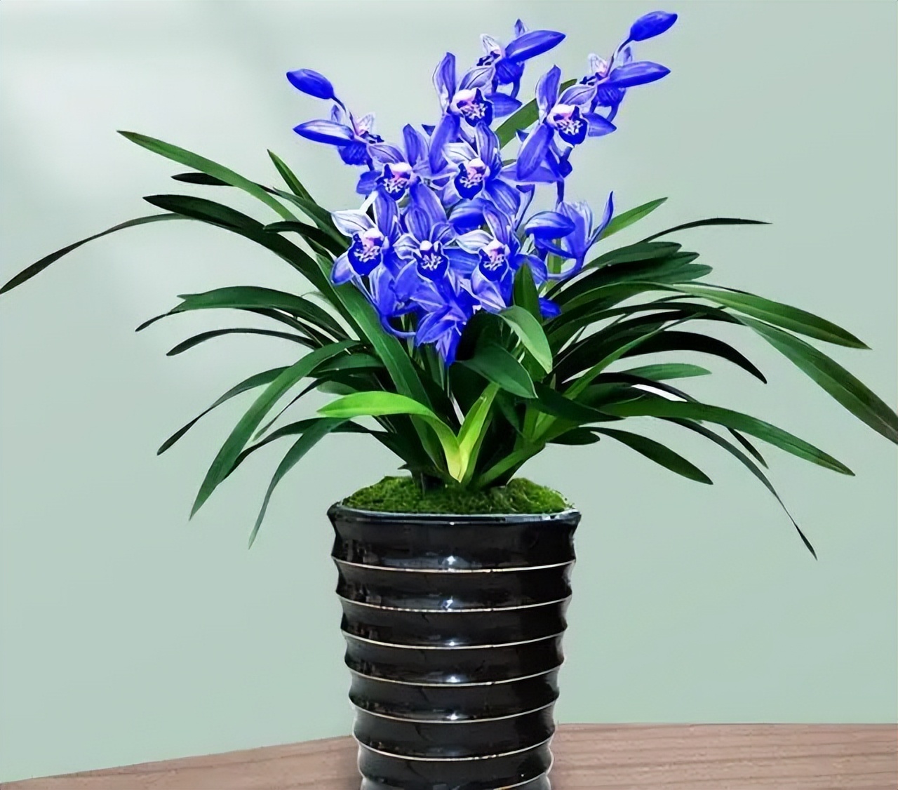 特别神秘的兰花花色罕见香味持久,此兰