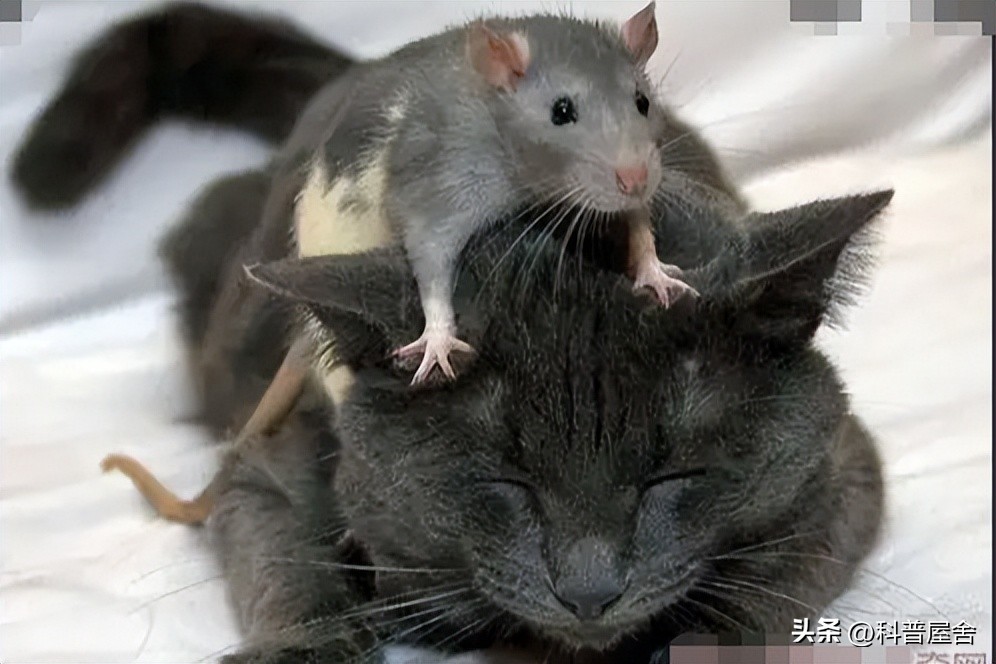 控制大脑的寄生怪物,控制宿主的恐怖生物